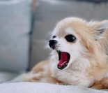 怒られているときにあくびをするチワワ犬の画像